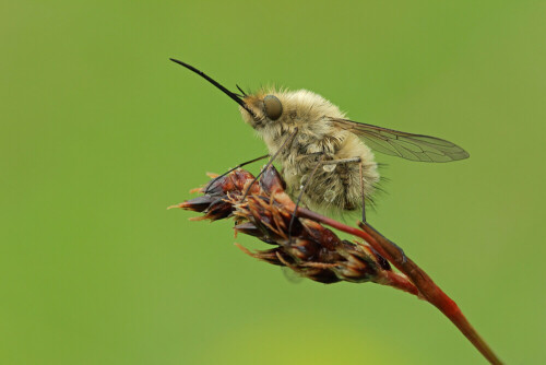 Großer Wollschweber, Bombylius major

Aufnameort: Odenwald
Kamera: Canon EOS 60D