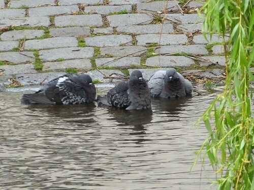 Auch Tauben lieben das Wasser!

Aufnameort: Ulm - kleine Blau
Kamera: Panasonic Lumix TZ 71