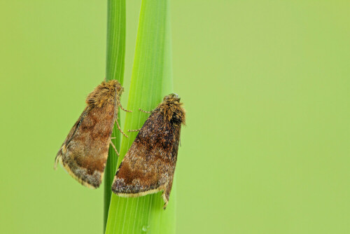 Hornkraut-Tageulchen, Panemeria tenebrata

Aufnameort: Odenwald
Kamera: Canon EOS 60D