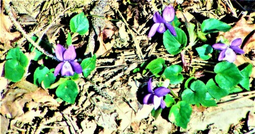 wald-veilchen-viola-reichenbachiana-boreau-26564.jpeg