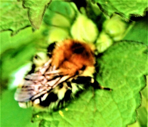 Die Ackerhummel ist eine häufige Art, die folglich als nicht gefährdet gilt.
https://de.wikipedia.org/wiki/Ackerhummel

Aufnameort: Eiershausen Waldrand
Kamera: Canon EOS 1300D