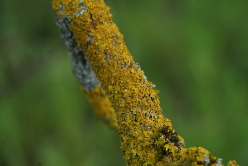 Die Gelbflechte wächst auf einem Apfelbaum.

Aufnameort: Gut Leidenhausen Köln
Kamera: Sony Alpha 7/II