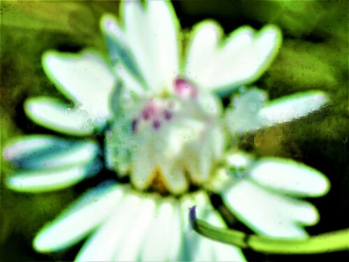 Das Gänseblümchen gehört zu den Körbchenblütlern(Asteraceae).
Sie gehört zu den bekanntesten Pflanzen in Mitteleuropa.
Sein Körbchen wird der Sonne entgegen gestreckt(Heliotropismus).
Am Abend sowie bei schlechtem Wetter wird es geschlossen.
https://de.wikipedia.org/wiki/G%C3%A4nsebl%C3%BCmchen


Aufnameort: Eiershausen Gemeindewiese vor dem Friedhof
Kamera: Canon EOS 1300D