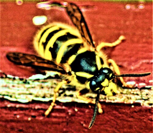 gemeine-wespe-vespula-vulgaris-l-1758-arbeiterin-26615.jpeg