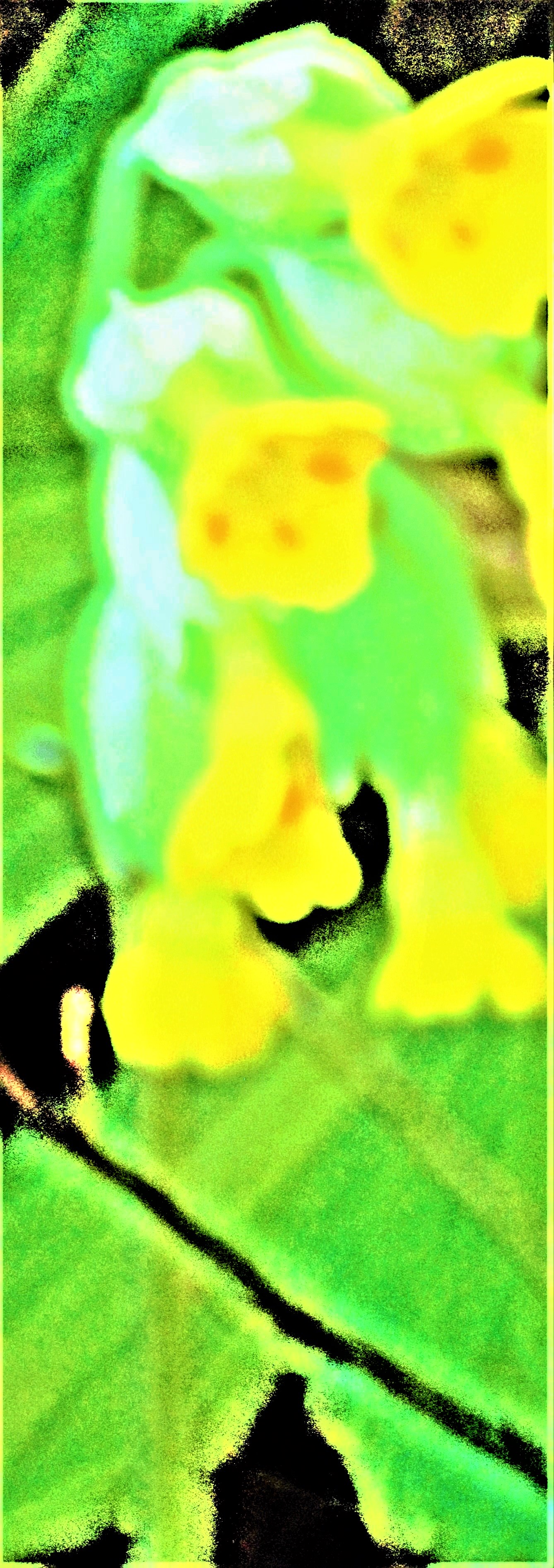 echte-schlusselblume-primula-veris-l-26631.jpeg