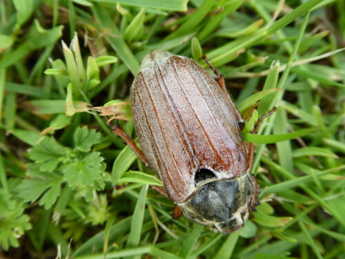 Beim Schneiden der Buche im Garten gefunden. Es gibt keine Maikäfer mehr ... Schon lange keinen mehr gefunden. Als Kind habe ich sie massenweise gesammelt und einem Bauer für die Hühner gebracht. Da bekam man dann immer etwas Süßes oder ein paar Groschen.

Aufnameort: Lichtenau / Mfr.
Kamera: Panasonic Lumix TZ61