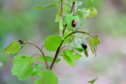 

Aufnameort: Triesdorf im Wald
Kamera: Nikon D500