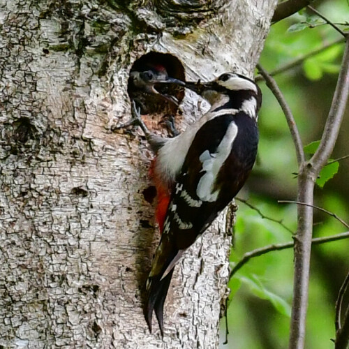 Dieser Buntspecht war im Dauereinsatz, um seinen Nachwuchs satt zu bekommen.

Aufnameort: Reken, Hohe Mark
Kamera: Nikon D500 und Tamron 150-600mm