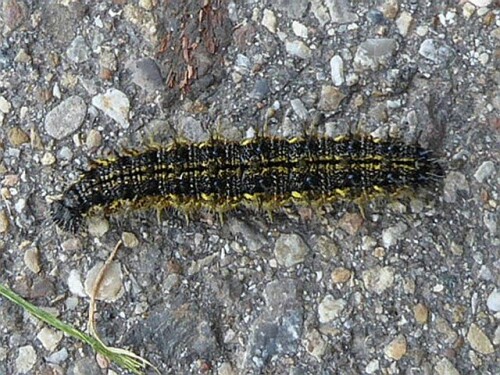 Raupe des kleinen Fuchses - Schmetterling

Aufnameort: Nähe Plessenteich
Kamera: Panasonic Lumix TZ 71