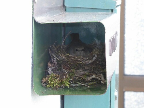 Das Gartenrotschwänzchen hat sich für sein Nest eine Zeitungsbox ausgesucht und fünf Eier reingelegt.

Aufnameort: Gerstetten Seestraße
Kamera: Panasonic Lumix TZ 71