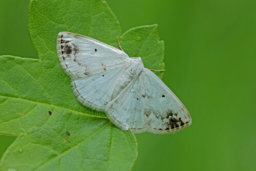 Schattenbinden-Weißspanner, Nachtfalter, Lomographa temerata


Aufnameort: Odenwald
Kamera: Canon EOS 60D