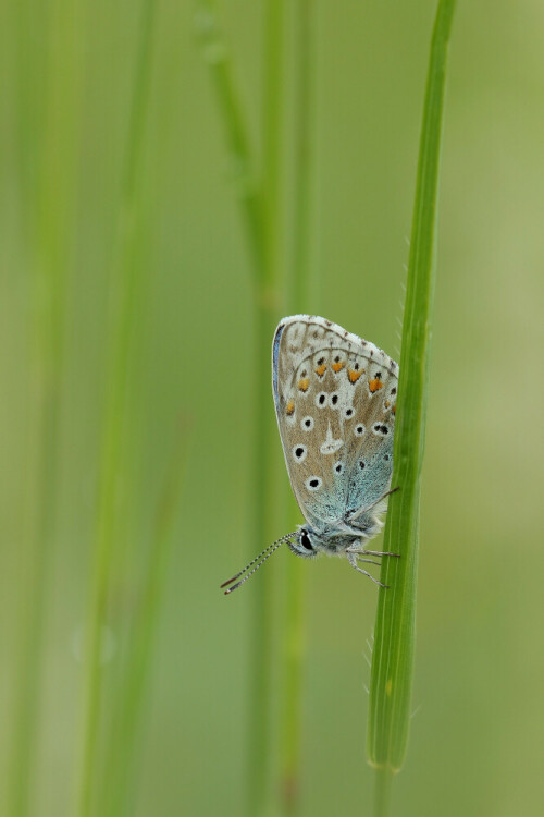 Himmelblauer Bläuling, Polyommatus bellargus

Aufnameort: Baden-Württemberg
Kamera: Canon EOS 60D