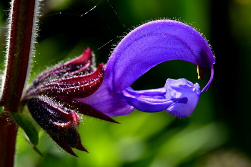 

Aufnameort: Weidenbach in meinem Garten
Kamera: Nikon D500