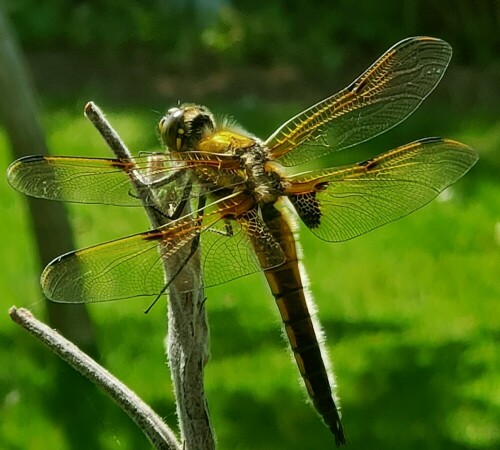 Diese hübsche Libelle hat heute unsere Wasserzysterne besucht.

Aufnameort: Lichtenau / Mfr.
Kamera: Panasonic Lumix TZ61