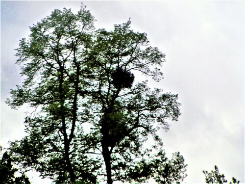 Die Beeren der Weißbeerige Mistel werden häufig auch von Misteldrosseln gefressen und gelangen durch sie auf andere Bäume. 
https://de.wikipedia.org/wiki/Misteln

Aufnameort: Marburg Südstadt
Kamera: Medion Camcorder