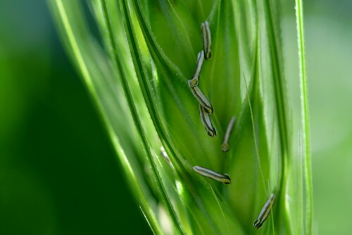 

Aufnameort: Weidenbach in meinem Garten
Kamera: Panasonic Lumix FZ 330