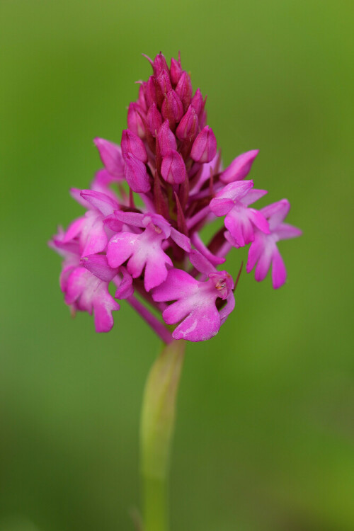 Pyramiden-Hundswurz, Anacamptis pyramidalis, heimische Orchidee

Aufnameort: Baden-Württemberg
Kamera: Canon EOS 60D