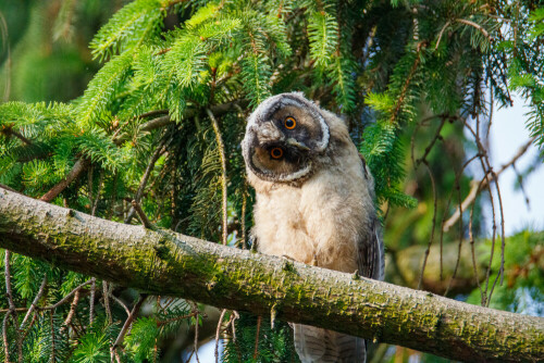 Diesen lustigen Rauhfußkauz (Aegolius funerus) have ich vor unserem Haus in einem großen Nadelbaum auf genommen. Morgens und Abends haben meine Frau und ich die Schreie gehört, jedoch keinen Vogel sehen können. Am 4.6.2021 traute sich der kleine Kerl aus seinem Nest und ich konnte ihn mit der Kamera und einem 600er Objektiv hoch oben im Baum aufnehmen.

Aufnameort: Titz
Kamera: Canon EOS 2000D