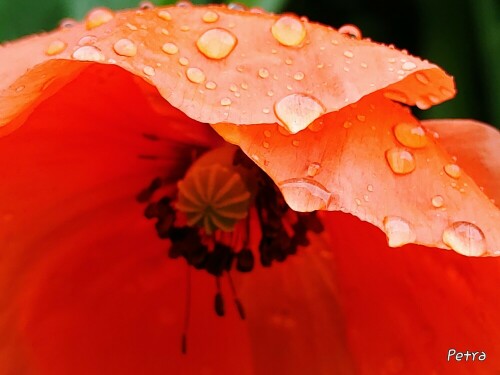 klatschmohn-mit-regentropfen-29957.jpeg