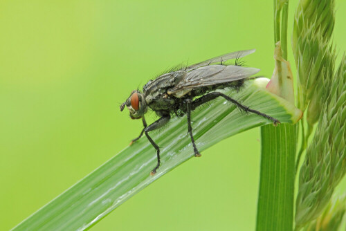 Fleischfliege

Aufnameort: Odenwald
Kamera: Canon EOS 60D