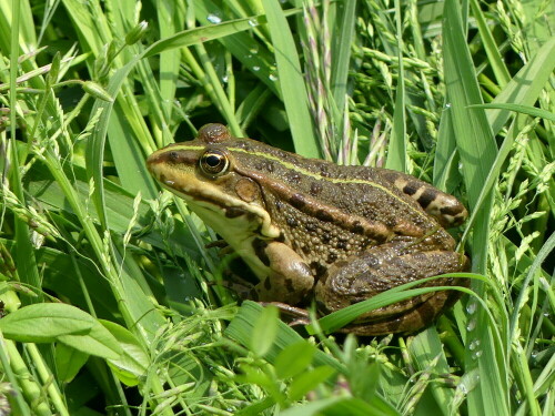 teichfrosch-beim-landgang-26766.jpeg