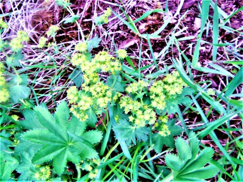 gewohnlicher-frauenmantel-alchemilla-vulgaris-l-26781.jpeg