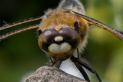 Portrait einer Vierfleck Libelle

Aufnameort: Ohlsdorf
Kamera: Canon G5X MII