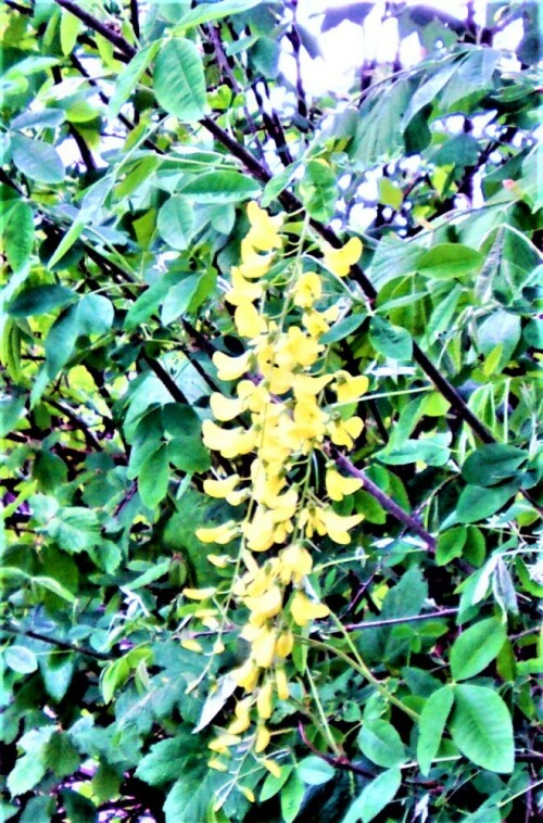 hybrid-goldregen-laburnum-x-watereri-fabr-26785.jpeg