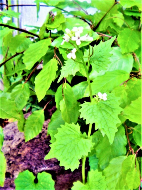 Auch die Knoblauchsrauke gehört zur Familie der Kreuzblütengewächse(Brassicaceae).
Ihr Name beruht auf dem Umstand, dass beim Zerreiben ihrer Blätter ein Knoblauchduft entsteht.
https://de.wikipedia.org/wiki/Knoblauchsrauke


Aufnameort: Eiershausen Garten
Kamera: Canon EOS 1300D