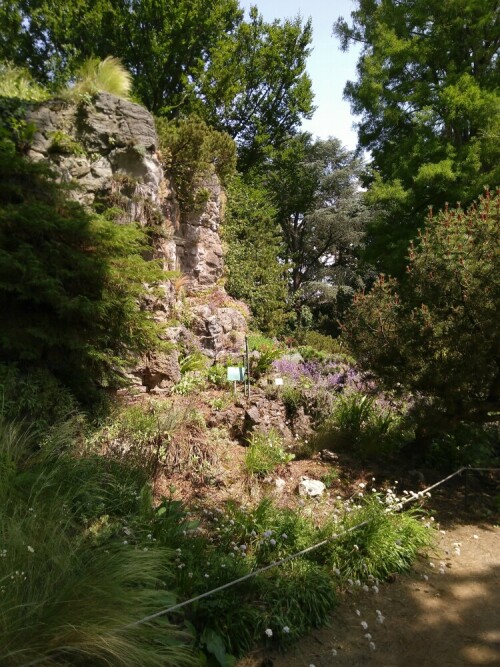 Im hinteren Teil der Kölner Flora wachsen Pflanzen, die sonst nur im Hochgebirge vorkommen, auf einem künstlichen Felsen.

Aufnameort: Kölner Flora
Kamera: Fairphone 2