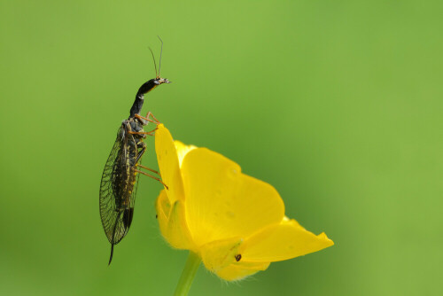 Kamelhalsfliege, Raphidioptera
 


Aufnameort: Odenwald
Kamera: Canon EOS 60D