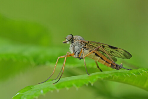 Gemeine Schnepfenfliege, Rhagio scolopaceu

Aufnameort: Odenwald
Kamera: Canon EOS 60D