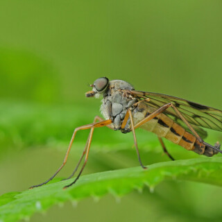 gemeine-schnepfenfliege-26827