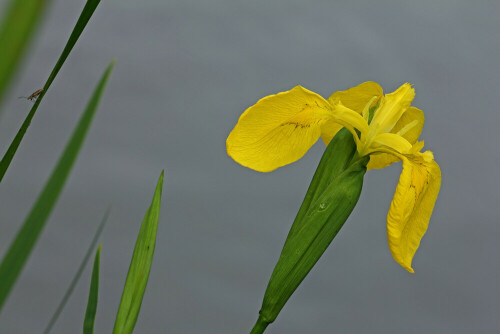 Sumpf-Schwertlilie, Iris pseudacorus

Aufnameort: Odenwald
Kamera: Canon EOS 60D