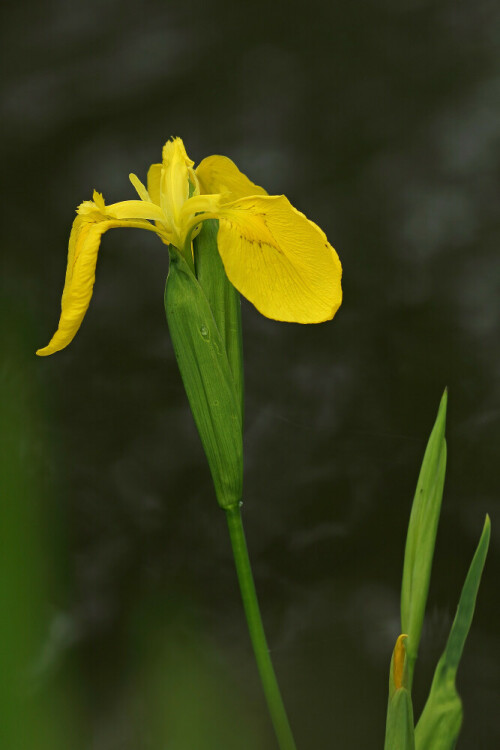 Sumpf-Schwertlilie, Iris pseudacorus

Aufnameort: Odenwald
Kamera: Canon EOS 60D