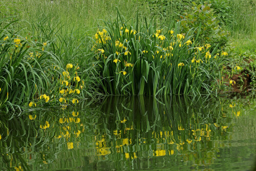 Sumpf-Schwertlilie, Iris pseudacorus

Aufnameort: Odenwald
Kamera: Canon EOS 60D