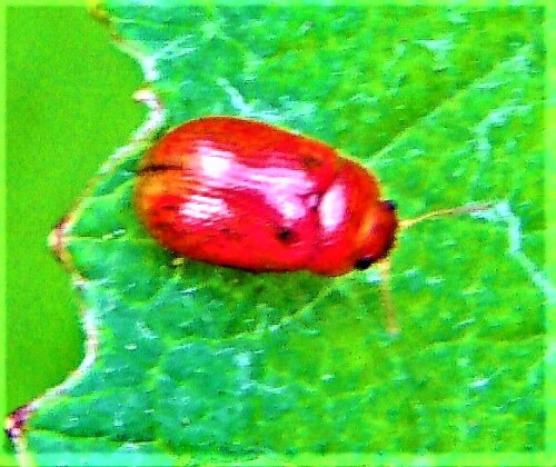 Eine kleine Art Blattkäfer, die naheverwandt mit dem Korbweiden-Blattkäfer(Gonioctena viminalis(L. 1758)) ist.
https://libellen-und-naturfotos.de/blattkaefer.htm
http://www.naturspaziergang.de/Kaefer/Chrysomelidae/Gonioctena_quinquepunctata.htm

Aufnameort: Eibelshausen Ostufer des Lohmühlenweihers
Kamera: Medion Camcorder