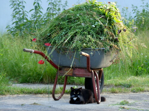 

Aufnameort: Garten in Brunn
Kamera: Panasonic Lumix FZ 330