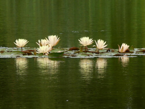 

Aufnameort: Garten in Brunn
Kamera: Panasonic Lumix FZ 330