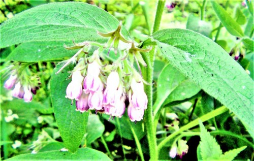 Auch der Futter-Beinwell(Symphytum x uplandicum) gehört zu den Rauhblattgewächsen(Boraginaceae).
https://de.wikipedia.org/wiki/Futter-Beinwell

Aufnameort: Eibelshausen Ostufer des Lohmühlenweihers
Kamera: Medion Camcorder