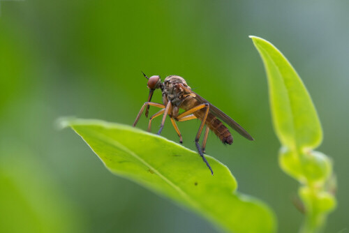 Begonnen hat es, dass ich an meinem kleinen Teich ein Insekt sitzen sah, schräger als sonst. Ich fotografierte es. Am Momitor sah ich, dass diese "Fliege" einen Schnabel hatte. Bei der Bestimmung stellte sich heraus, dass es eine Tanzfliege ist. Canon  G5X M II Makro Focusstacking 20 bilder freihand Nahlinse Raynox M 250.

Aufnameort: Ohlsdorf
