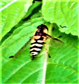 gemeine-garten-schwebfliege-syrphus-ribesii-l-1758-26856.jpeg