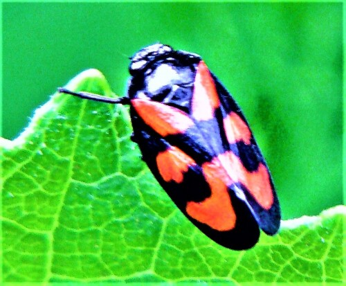 gemeine-blutzikade-cercopis-vulnerata-leach-1815-26864.jpeg