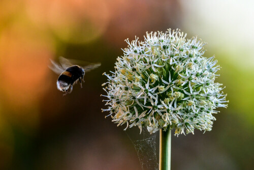 Fleißige Hummel.

Aufnameort: Reken
Kamera: Nikon D500 und Tamron 150-600mm