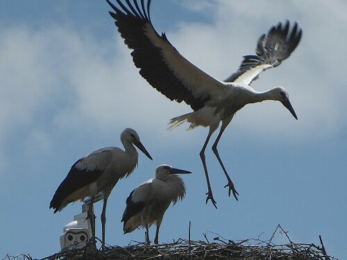 So hoch kann ich schon springen - gleich fliege ich!

Aufnameort: Gögglingen
Kamera: Panasonic Lumix TZ 72