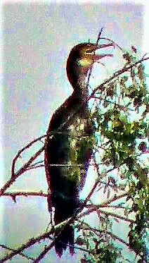 kormoran-phalacrocorax-carbo-l-1758-26890.jpeg