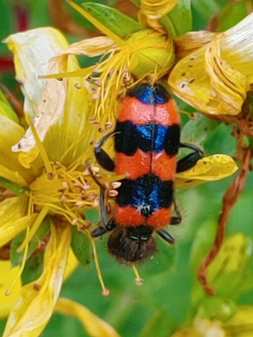 gemeiner-bienenkafer-26898.jpeg