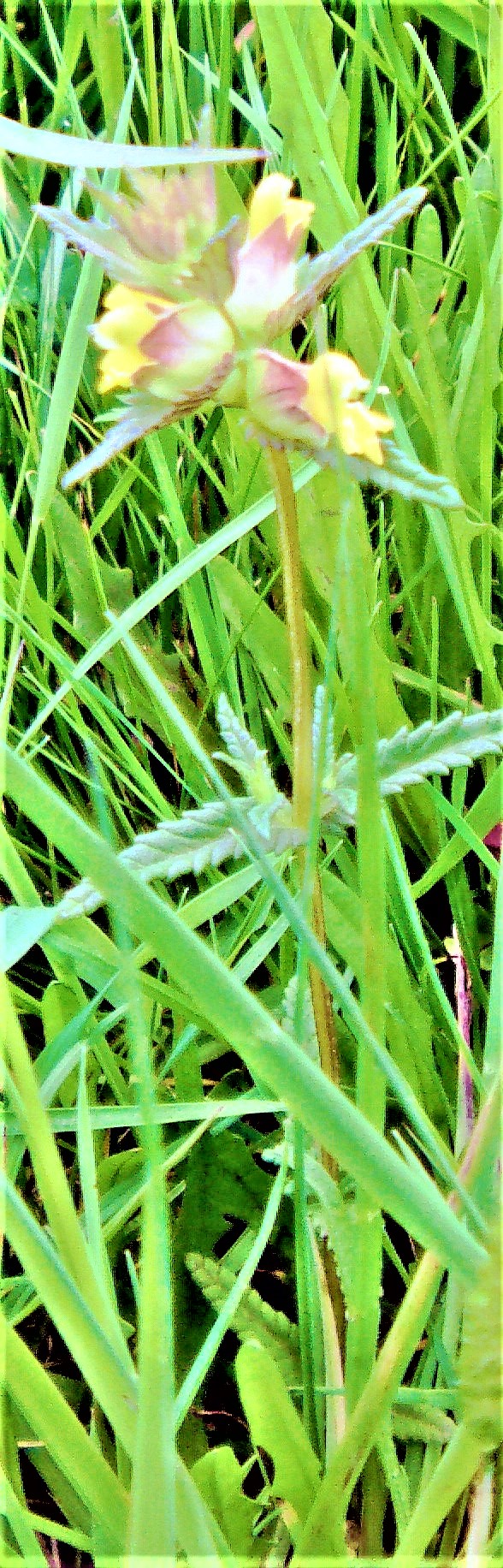 Der Große Klappertopf gehört zur Familie der Sommerwurzgewächsen(Orobanchaceae).
Sein deutscher Name beruht auf dem Geräusch, das seine reifen Früchte erzeugen, wenn sich im Wind sich bewegen.
2005 wurde er zur Blume des Jahres gewählt.
https://de.wikipedia.org/wiki/Gro%C3%9Fer_Klappertopf

Aufnameort: Eiershausen Wiesen im Süden
Kamera: Medion Camcorder