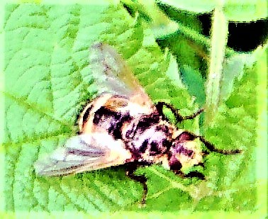 igelfliege-tachina-fera-l-1761-26892.jpeg