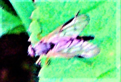 gemeine-schnepfenfliege-rhagio-scolopaceus-l-1758-26908.jpeg